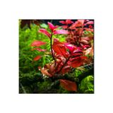 WOOF Ludwigia Mini Süper Red (yeşil Formda) 5 Dal Akvaryum Bitkisi Canlı Bitki
