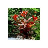 WOOF Ludwigia Repens (gül) 5 Dal Kusursuz Form Akvaryum Bitkisi Canlı Bitki