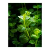 WOOF Lysimachia Nummularia Canlı Akvaryum Bitkisi 5 Dal