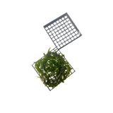WOOF Moss Dolu Kutu,Yosun Standı Bitki Dahildir, 6x6 cm 1 Adet Moss Kutusu,Akvaryum Zeminini Kaplar
