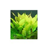 WOOF Nomaphila Stricta Limon Akvaryum Bitkisi 5 Dal