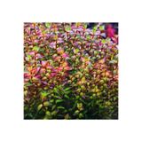 WOOF Rotala Macrandra Mini Pink Akvaryum Bitkileri Akvaryum Bitkisi 5 Dal