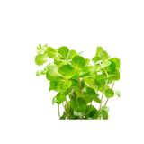 WOOF Rotala Manipurensis 5 Dal Canlı Akvaryum Bitkisi Canlı Bitki