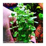 Woof Rotala Rotindifolia Kolay Akvaryum Bitkisi Orta Aydınlatma İhtiyacı 20-30°C Sıcaklık