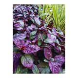 WOOF Strobilanthes Alternata 1 Buket 2-4 Kök Mor Akvaryum Bitkisi Akvaryum Bitkileri