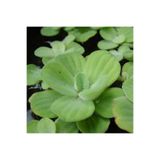 WOOF Su Marulu 1 Adet 7-10 cm Pistia stratiotes Akvaryum ve Havuz Su Üstü Bitkisi