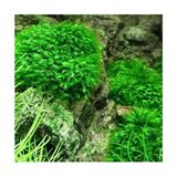 Woof Willow Moss 20 cc Cup Özel Tür En Kolay Akvaryum Bitkisi Canlı Bitki