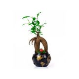 World Serisi Canlı Ficus Bonsai Bitkisi
