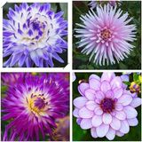 X 9 Adet Dev Yıldız Dahlia Çiçeği Soğanı Yumrusu Yumru Boyu 9 Cm.yeni Mahsul.. 9 Farklı Renk.çimlenme Garantili..