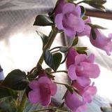 X Gloximannia Arion Kohleria Çiçeği Fidesi Kohleria Japon Küpelisi Çiçeği Fidesi (Mini Potta)