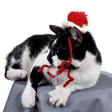 X-Perk Örme Kedi Şapkası Yılbaşı Şapkası