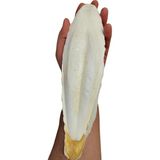 Xl Kalamar Kemiği(Iri Boy 15-20 cm Aralığında) - Option-1