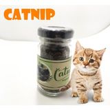 Xnews Catnip Doğal Kedi Otu - Kedi Nanesi-