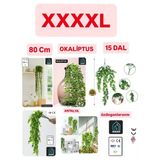 Xxxxl Yapay Çiçek Sarkıt Okaliptüs (Saksısız)