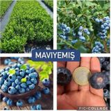 Yaban Mersini Blueberry 3 Yaş
