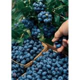 Yaban Mersini Fidanı - 30-60 Cm, 3 Yaşında Saksılı
