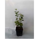 Yaban Mersini Fidanı 50-60 cm