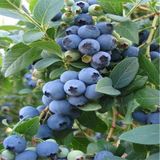 Yaban Mersini Fidanı Blueberry Bluecrop Saksıda