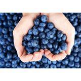 Yaban Mersini Tohumu Blueberry Tohumu 10 Tohum + Saksı + Toprak +