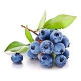 Yaban Mersini Tohumu Blueberry Tohumu 25 Adet Tohum
