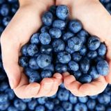 Yaban Mersini Tohumu Blueberry Tohumu 25 Tohum + Tohum
