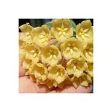 Yades Altın Balmumu – Sarı Mum Çiçeği Fidanı (Hoya Carnosa 'Golden')