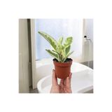 Yades Banyo Bitkisi Peperomia Obtusifolia Variegata Umut Bitkisi