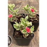 Yades Buz Çiçeği Fidesi Fidanı 3 Adet 10-20 cm Aptenia Cordifolia
