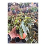 Yades Canlı Çilli Begonya - Begonia Maculata - Dekoratif Benekli Yapraklı Salon Bitkisi