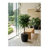 Yades Canlı çok köklü Ficus Benjamin Ağacı Yeşil Yapraklı Salon Çiçeği 100 CM (