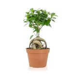 Yades Ficus Gingseng Bonsai Ağacı Saksı Çapı Boyu 30-45 Cm