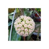 Yades Hoya 'Snowflake Kar Tanesi Hoya Mum Çiçeği Fidanı