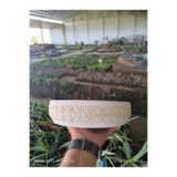 Yades Kahire dizayn taş Orkide bonsai ve aranjman saksısı no 2