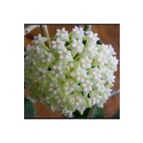 Yades Kar Beyazı Yıldız Mum Çiçeği (Hoya carnosa 'Alba') 01