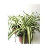 Yades Kurdela Çiçeği Fidanı 10-20 cm