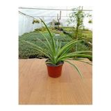 Yades Kurdela Çiçeği Fidanı Chlorophytum Comosum 10-20 cm