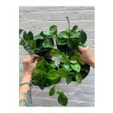 Yades Mum Çiçeği Hoya Carnosa 8.5 Saksıda