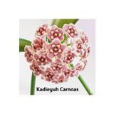 Yades Pembe Kadife Yıldızı Hoya Carnosa Mum Çiçeği Fidanı