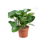 Yades Peperomia Obtipan