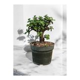 Yades Şans ağacı bonsai