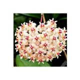 Yades Şeftali Pembesi Yıldız Mum Çiçeği - Hoya Pubicalyx 'Pink Silver'