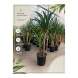 Yades Yucca Elephantipes İki Gövdeli Büyük Boy Canlı Salon Çiçeği Avize Ağacı
