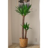 Yades Yucca - Yuka Bitkisi Büyük Boy İki Gövdeli Yucca Avize Çiçeği Canlı Salon Bitkisi 100-110 cm