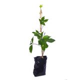 YAFShop Tüplü Amerikan Sarmaşığı Fidanı (virginia Creeper) Çit Bitkisi 80-100 Cm