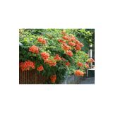 YAĞMUR BOTANİK Acem Borusu Sarmaşığı 70 cm Saksılı
