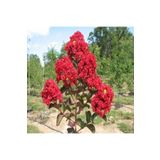 YAĞMUR BOTANİK Bodur Oya Ağacı 30 -40 Cm