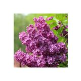 YAĞMUR BOTANİK Leylak Fidanı 50-100 Cm