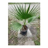 YAĞMUR BOTANİK Palmiye Fidanı Waşhingtonia 40-50 cm