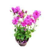 YAĞMUR BOTANİK Sakız Sardunya Fidanı Saksılı Açık Pembe 10-20 Cm