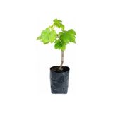 YAĞMUR BOTANİK Sultaniye Üzüm Fidanı Tüplü 30-40 Cm